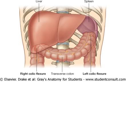 FlexuraColica.jpg picture by Neonato2009