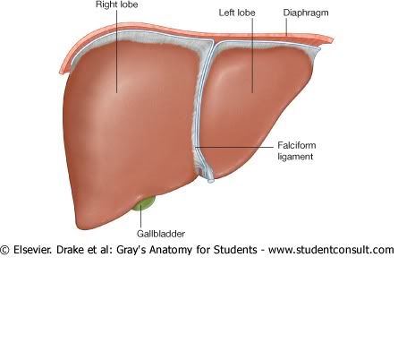 Higado.jpg picture by Neonato2009