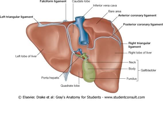 Higado3.jpg picture by Neonato2009