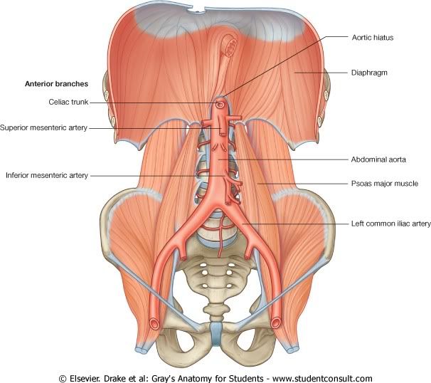 IrrigacionAbdomen1.jpg picture by Neonato2009