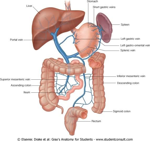 IrrigacionAbdomen11.jpg picture by Neonato2009