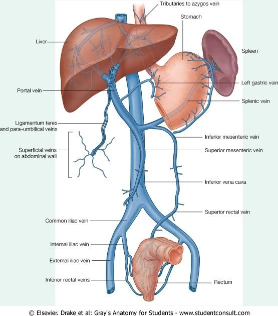 IrrigacionAbdomen12.jpg picture by Neonato2009