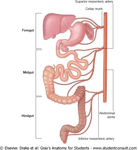 IrrigacionAbdomen2.jpg picture by Neonato2009