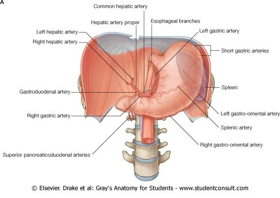 IrrigacionAbdomen3.jpg picture by Neonato2009