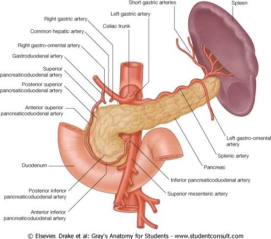 IrrigacionAbdomen5.jpg picture by Neonato2009