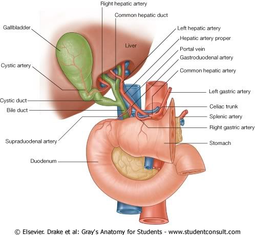 IrrigacionAbdomen6.jpg picture by Neonato2009