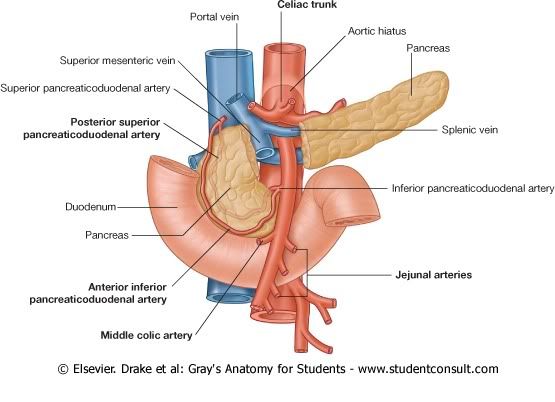 IrrigacionAbdomen7.jpg picture by Neonato2009