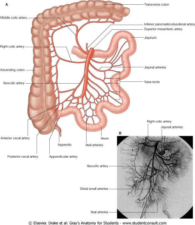 IrrigacionAbdomen8.jpg picture by Neonato2009