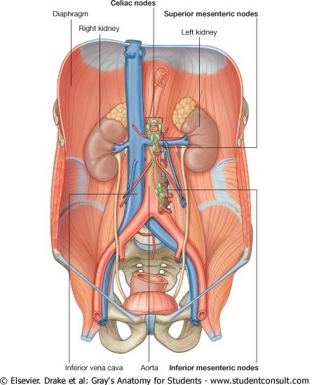 LinfaticosAbdomen1.jpg picture by Neonato2009