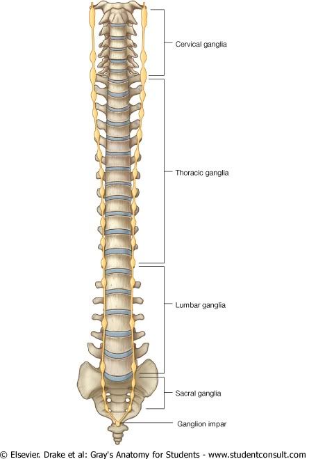 LinfaticosAbdomen2.jpg picture by Neonato2009