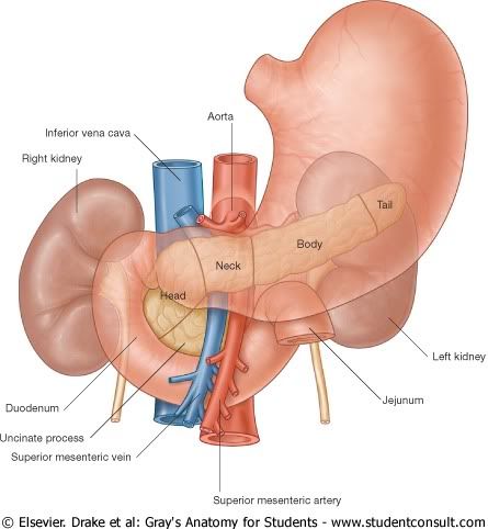 Pancreas.jpg picture by Neonato2009