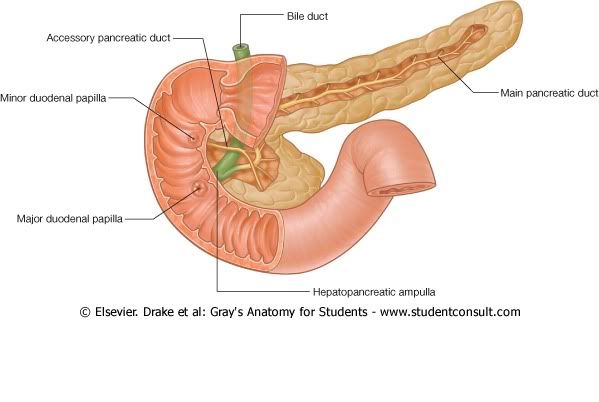 Pancreas1.jpg picture by Neonato2009