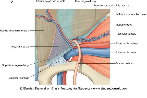 TringuloInguinal.jpg picture by Neonato2009