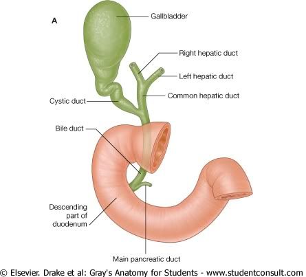 VesiculaBiliar.jpg picture by Neonato2009