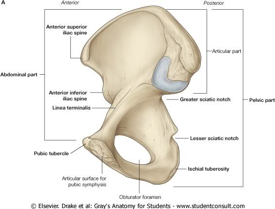 HuesoPelvicoDerecho.jpg picture by Neonato2009