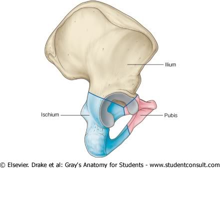 IlionIsquionPubis.jpg picture by Neonato2009