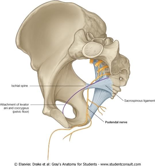 NervioPudendo.jpg picture by Neonato2009