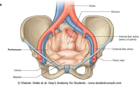 Pelvis10.jpg picture by Neonato2009