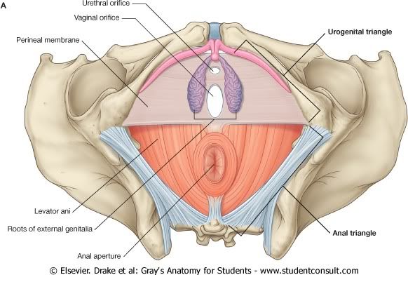 Pelvis11.jpg picture by Neonato2009