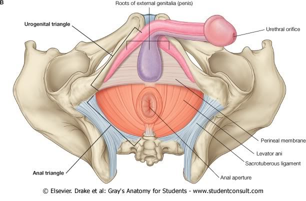 Pelvis12.jpg picture by Neonato2009