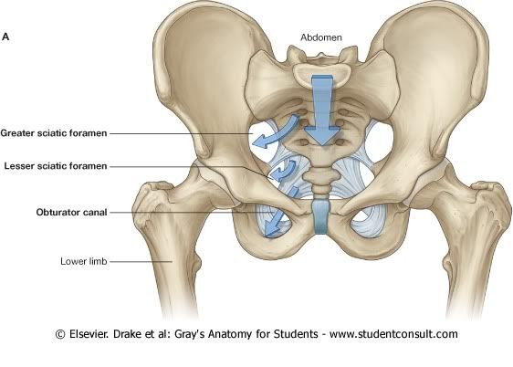 Pelvis13.jpg picture by Neonato2009