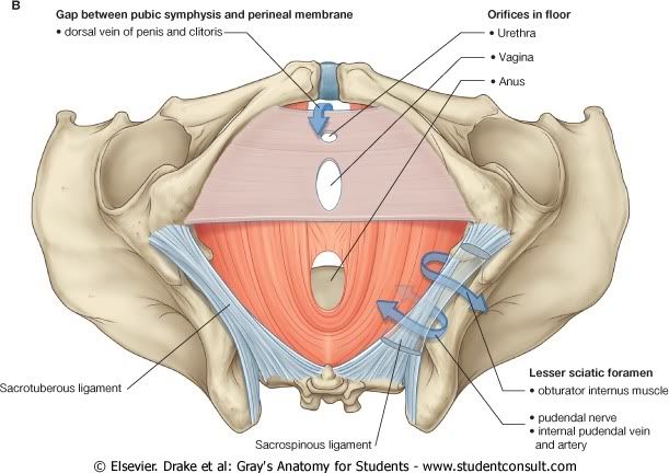 Pelvis14.jpg picture by Neonato2009