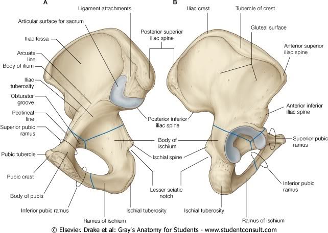 Pelvis15.jpg picture by Neonato2009