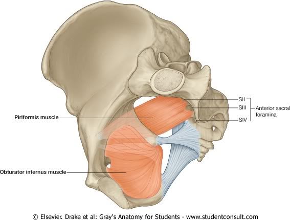 Pelvis17.jpg picture by Neonato2009