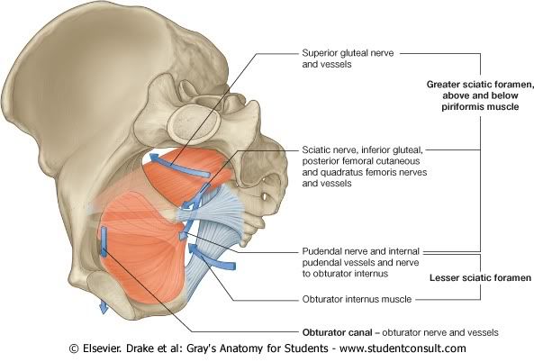 Pelvis18.jpg picture by Neonato2009