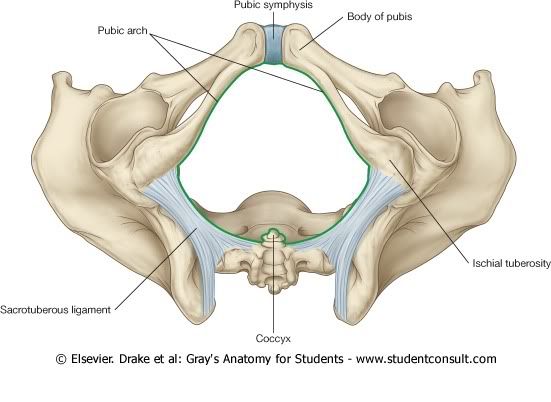 Pelvis19.jpg picture by Neonato2009