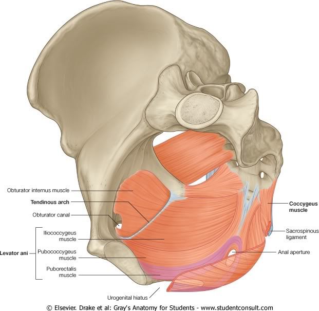 Pelvis20.jpg picture by Neonato2009