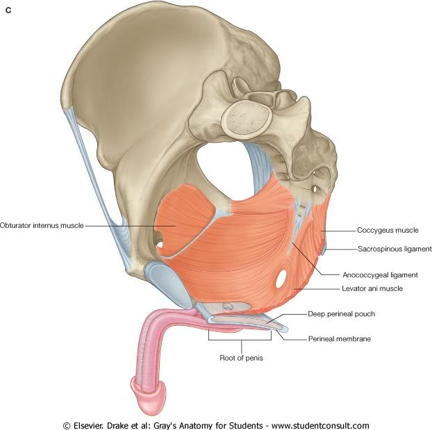 Pelvis21.jpg picture by Neonato2009