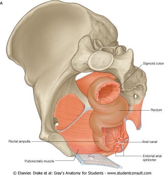 Pelvis22.jpg picture by Neonato2009