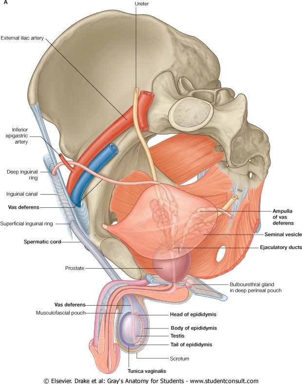 Pelvis24.jpg picture by Neonato2009