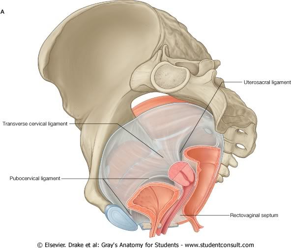 Pelvis25.jpg picture by Neonato2009