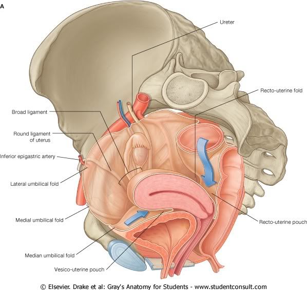 Pelvis27.jpg picture by Neonato2009