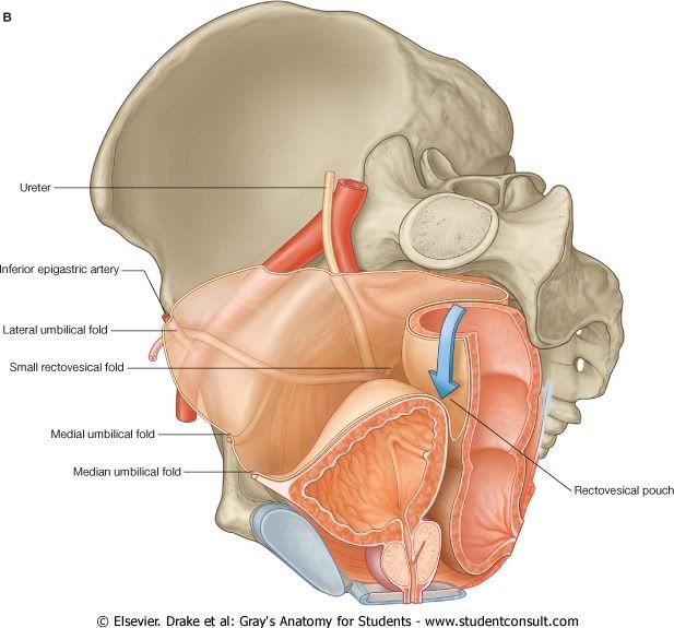 Pelvis28.jpg picture by Neonato2009