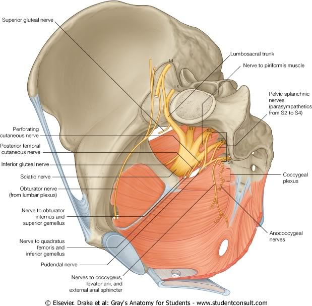 Pelvis29.jpg picture by Neonato2009