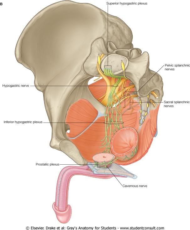 Pelvis30.jpg picture by Neonato2009