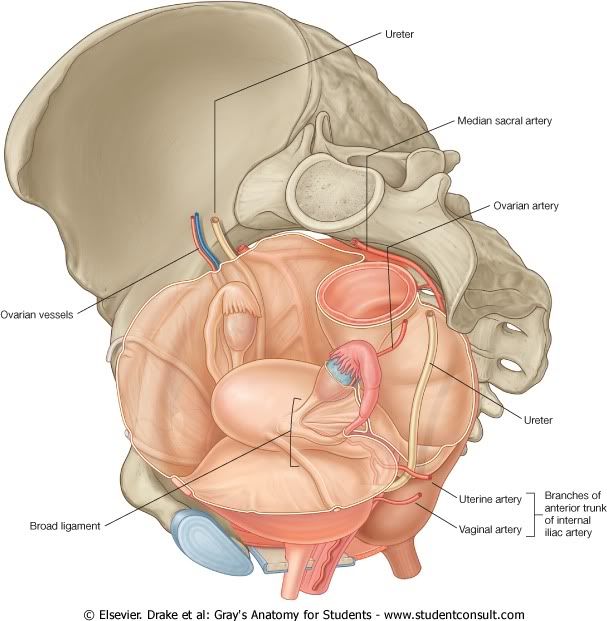 Pelvis32.jpg picture by Neonato2009