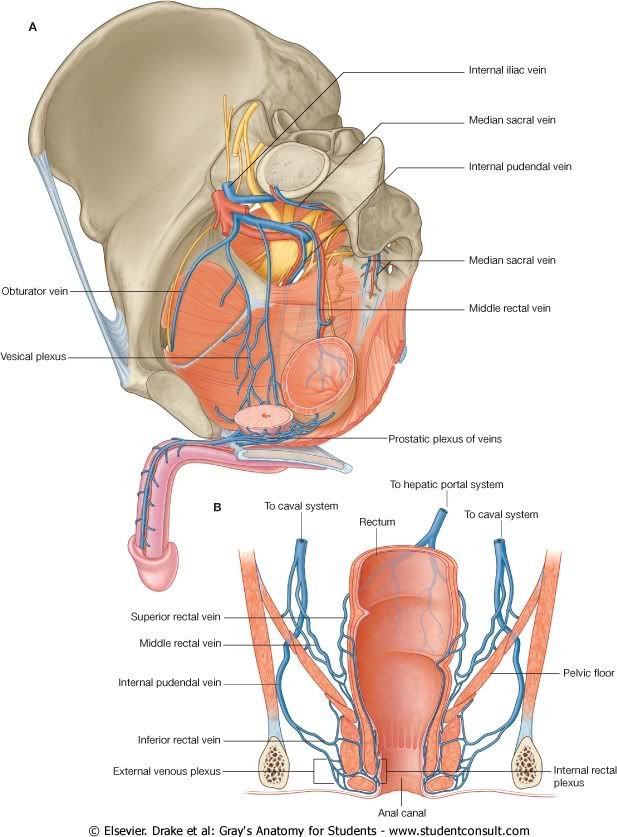 Pelvis33.jpg picture by Neonato2009