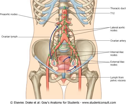 Pelvis34.jpg picture by Neonato2009