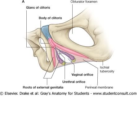 Pelvis4.jpg picture by Neonato2009