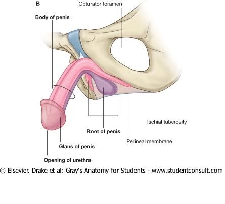 Pelvis5.jpg picture by Neonato2009