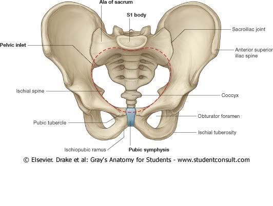 Pelvis6.jpg picture by Neonato2009