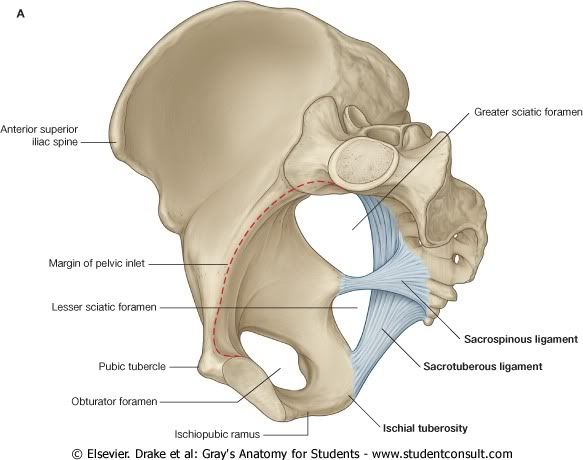 Pelvis7.jpg picture by Neonato2009