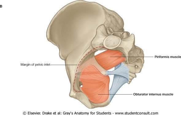 Pelvis8.jpg picture by Neonato2009