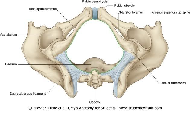 Pelvis9.jpg picture by Neonato2009