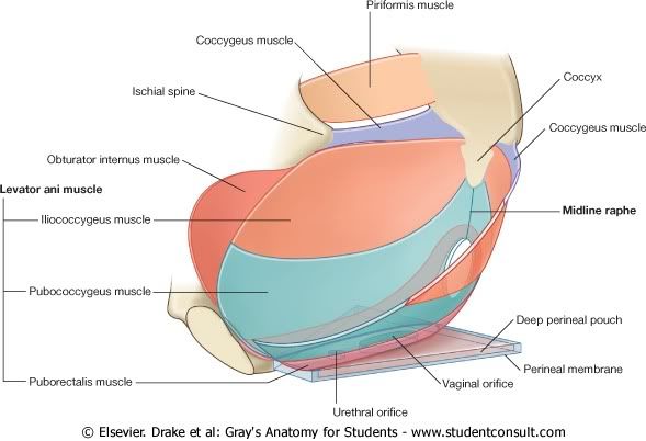 PisoPelvico.jpg picture by Neonato2009