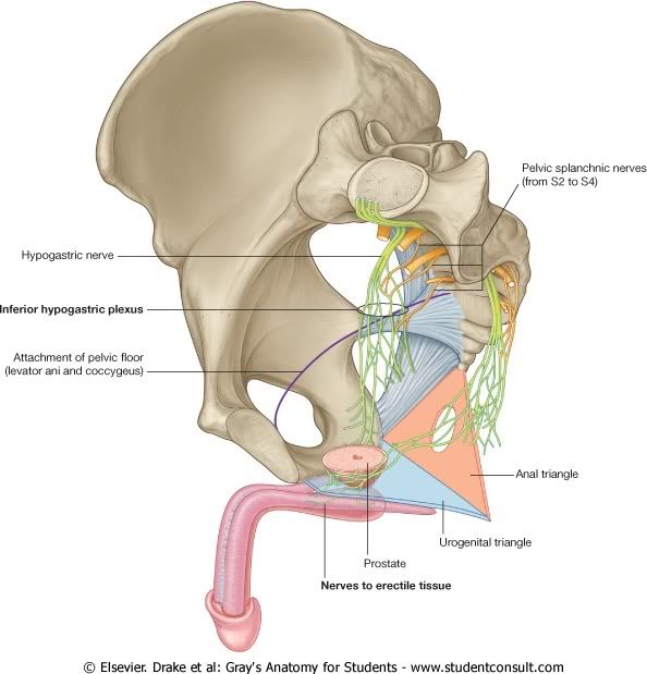 PlexoSacro.jpg picture by Neonato2009